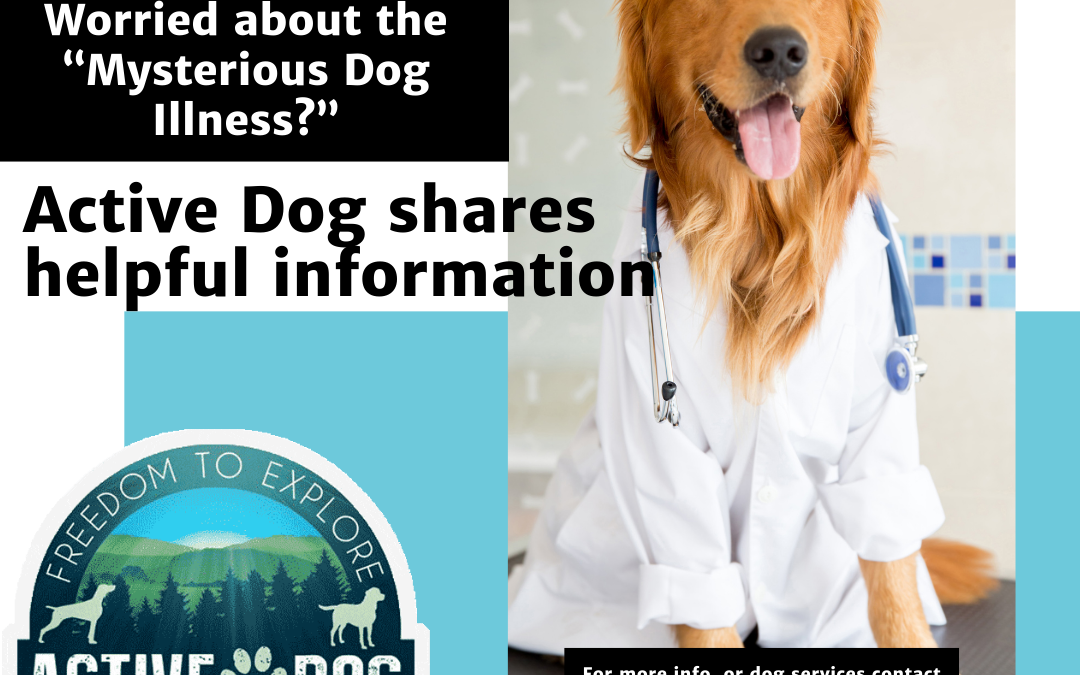 Wondering about the “Mysterious Illness” affecting Dogs?