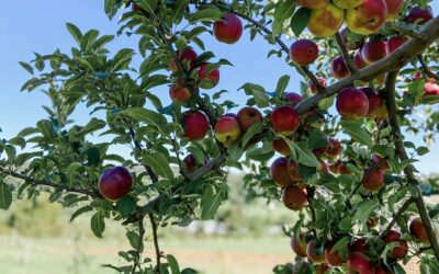 Where to go Apple Picking