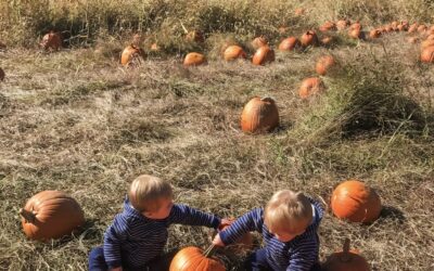 Pumpkin Patches in and around Westchester